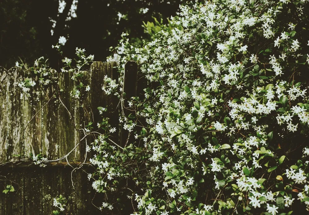 imgi 12 8896708A 7420 482F A6D0 F558EC74DA60 1 fire naturale de crosetat