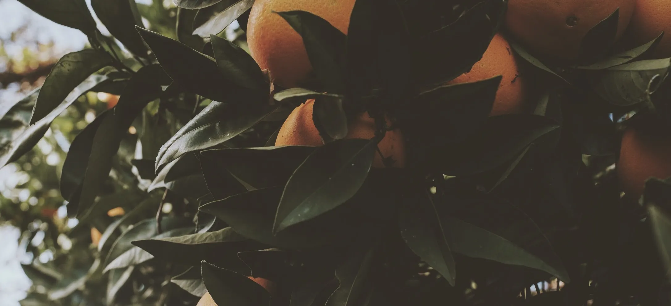 imgi 5 B7844332 32E9 427D 9BA4 0C36128BB05E 1 fire naturale de crosetat