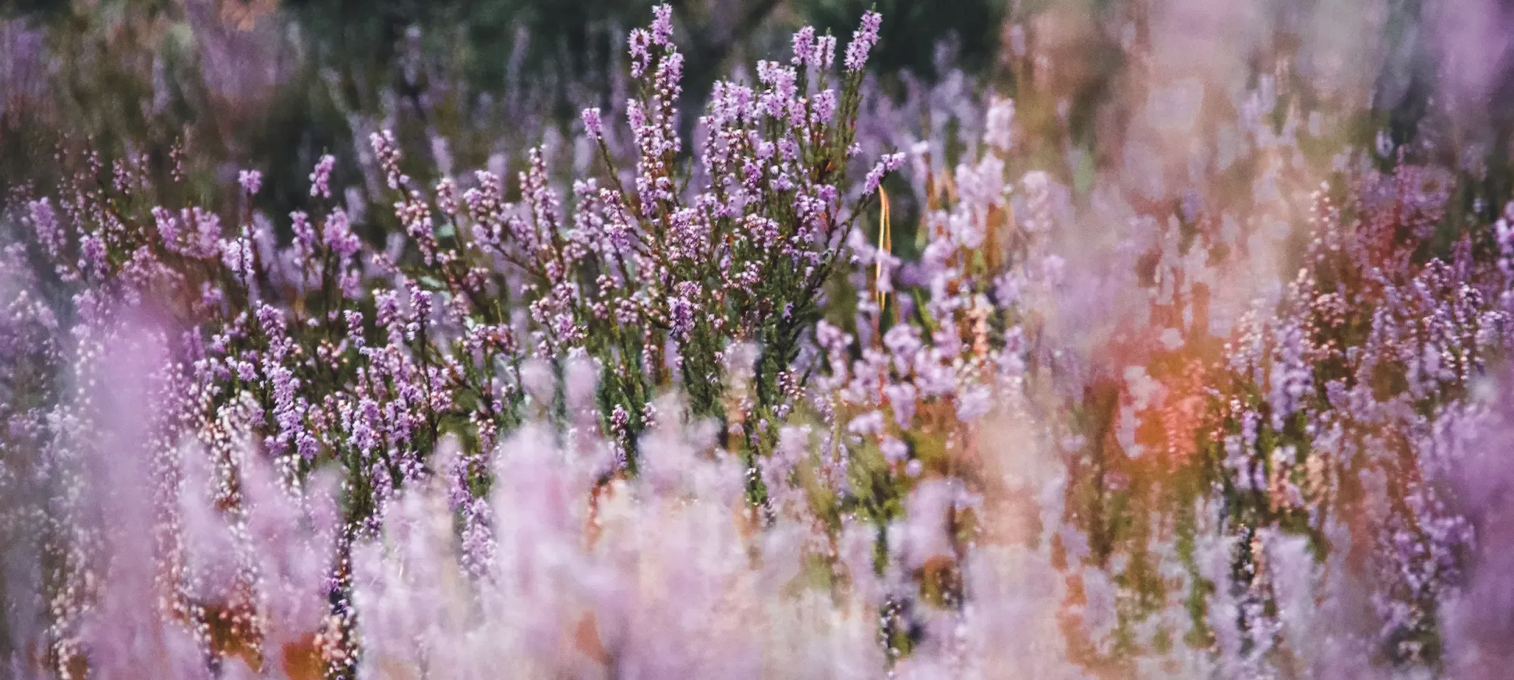 imgi 9 lavender banner fire naturale de crosetat